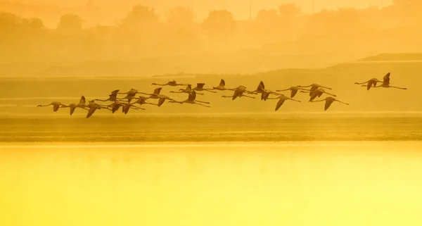 Flock Fåglar Solnedgången — Stockfoto