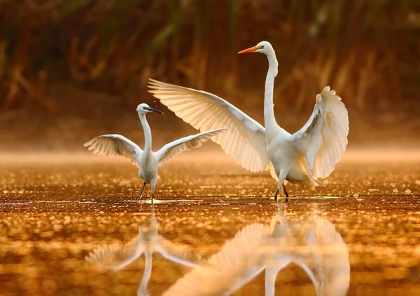 Egrets Υγρότοπο Κατά Δύση Του Ηλίου — Φωτογραφία Αρχείου