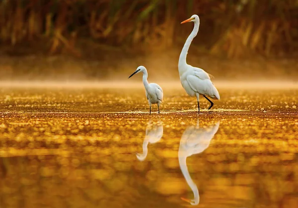 Egrets Υγρότοπο Κατά Δύση Του Ηλίου — Φωτογραφία Αρχείου