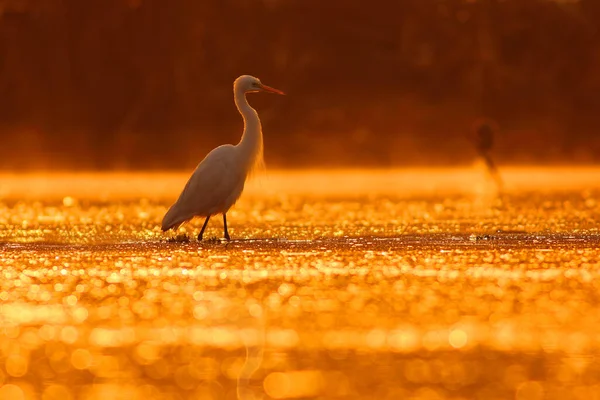 Great Egret Pond Sunset — Stock Photo, Image
