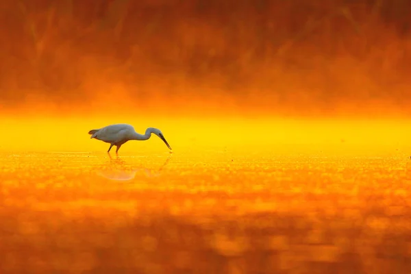 Grande Egret Lagoa Pôr Sol — Fotografia de Stock
