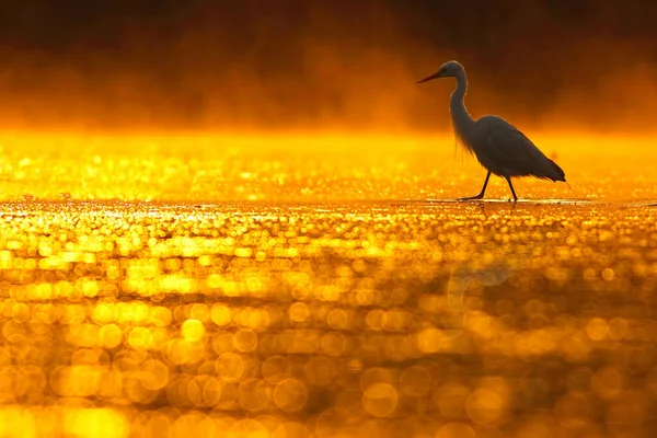 Silberreiher Auf Dem Teich Bei Sonnenuntergang — Stockfoto