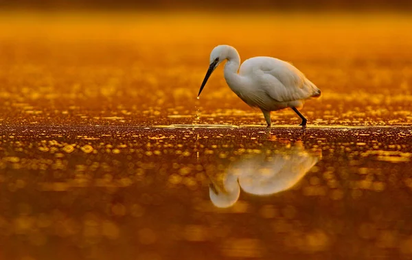 夕阳西下池塘上的大白鹭 — 图库照片