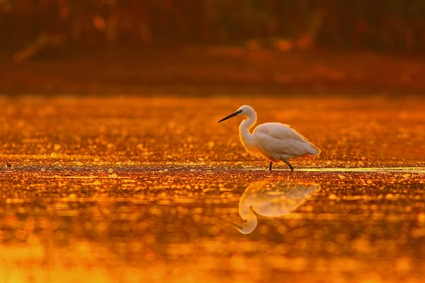 Μεγάλη Egret Στη Λίμνη Στο Ηλιοβασίλεμα — Φωτογραφία Αρχείου