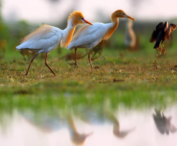 Seidenreiher Egretta Garzetta Einzelner Vogel Der Bei Sonnenaufgang Wasser Steht — Stockfoto
