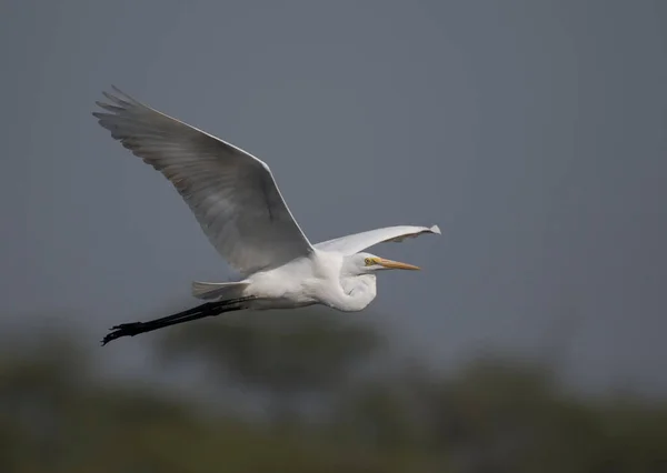 Elegante Grande Egret Voando — Fotografia de Stock