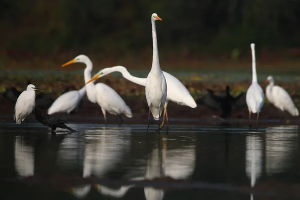Beautiful White Egrets Water — Stock Photo, Image