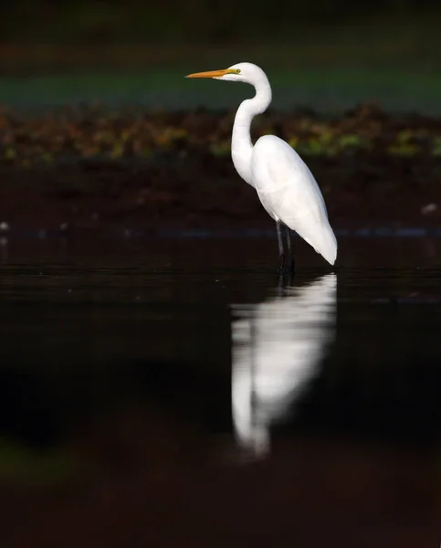 Great Egret Also Known Common Egret Lake — Stockfoto