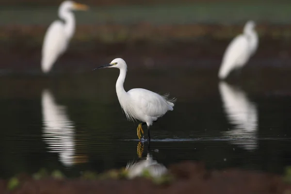 Flock Egrets Fishing Wetland — Stock Photo, Image