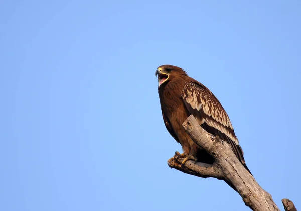 Bela Vista Falcão Pássaro Sentado Galho Árvore Sobre Fundo Céu — Fotografia de Stock