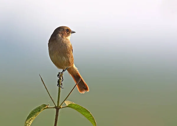 Bel Oiseau Dans Habitat Naturel — Photo