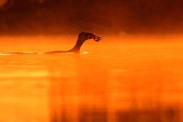 아름다운 오렌지 호수에서 물고기를 사냥꾼들 — 스톡 사진