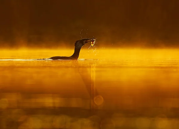 美しいオレンジ色の夕日の間に湖でガチョウ狩り魚 — ストック写真