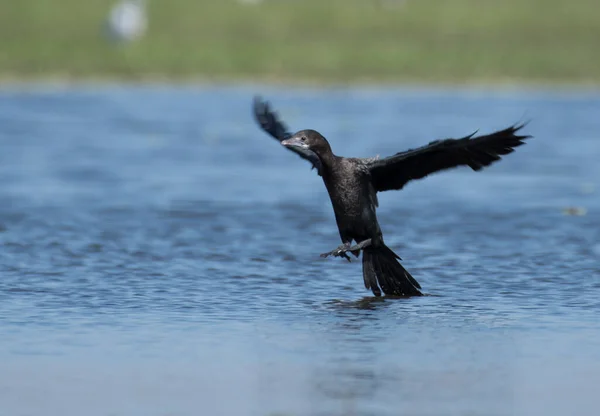Černá Volavka Letící Nad Vodou — Stock fotografie