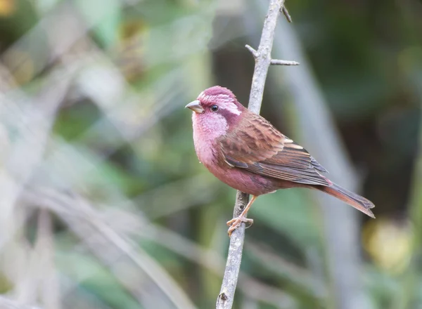 Bello Grande Uccello Del Fringuello Rosa Sul Ramo Dell Albero — Foto Stock
