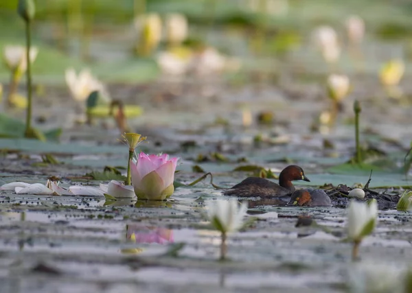 Close View Duck Pond Covered Lotus Flowers — Stock Photo, Image