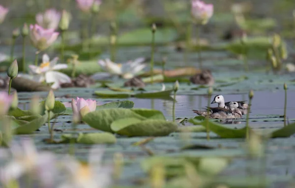 Närbild Anka Damm Täckt Med Lotusblommor — Stockfoto