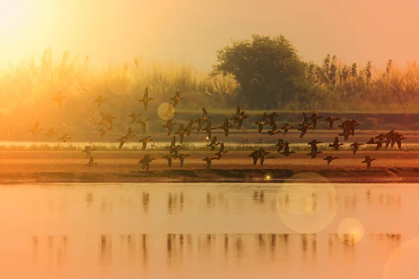 Boyalı Leylekler Sabah Uçuyor — Stok fotoğraf