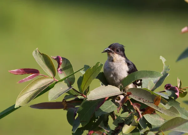 Mignon Petit Oiseau Est Assis Sur Une Branche Arbre Dans — Photo