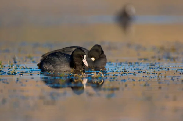 Yaban Ördekleri Fulica Kuşları Sulak Alanda — Stok fotoğraf
