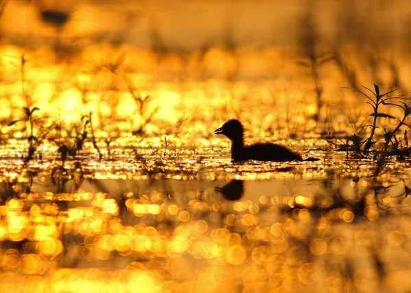 Coot Fulica 鸟在日落时游泳 — 图库照片