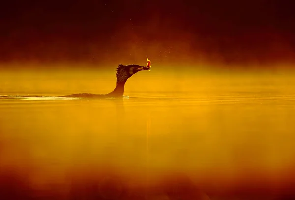 美丽的橙色夕阳西下 湖中捕鹅鱼 — 图库照片
