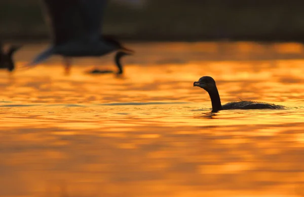 Goose Hunting Fish Lake Beautiful Orange Sunset — Stock Photo, Image