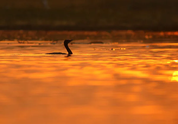 Χήνα Κυνήγι Ψαριών Στη Λίμνη Κατά Διάρκεια Όμορφο Πορτοκαλί Ηλιοβασίλεμα — Φωτογραφία Αρχείου