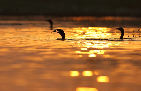 Ganso Caza Peces Lago Durante Hermoso Atardecer Naranja —  Fotos de Stock