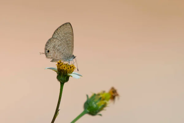 Close Uitzicht Prachtige Vlinder Zittend Bloem Ochtend Bos — Stockfoto