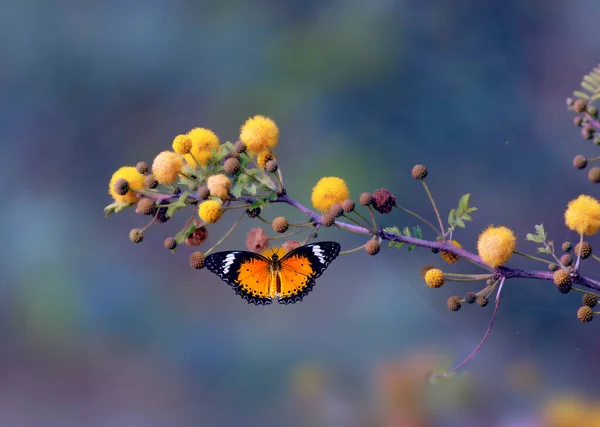 Крупный План Красивой Бабочки Сидящей Цветке Утреннем Лесу — стоковое фото