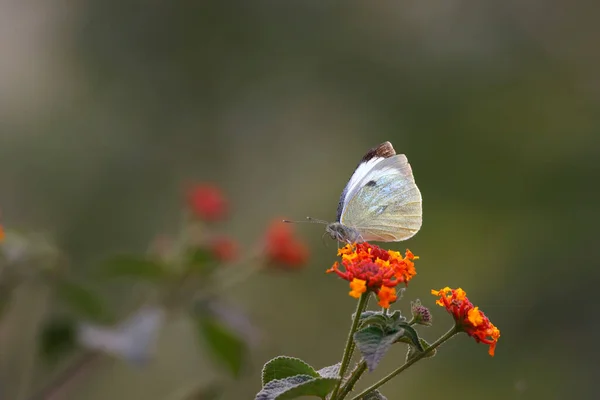Widok Bliska Piękny Motyl Siedzący Kwiecie Porannym Lesie — Zdjęcie stockowe