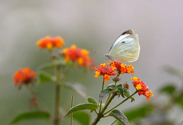 在晨光森林里 美丽的蝴蝶坐在花朵上的特写画面 — 图库照片