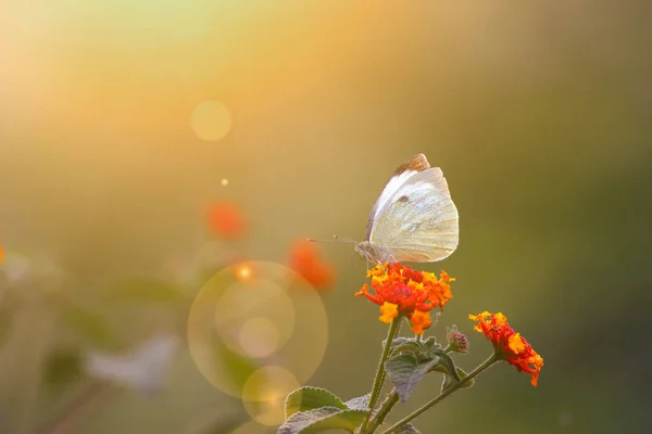 在晨光森林里 美丽的蝴蝶坐在花朵上的特写画面 — 图库照片