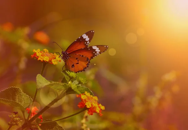 Απλό Tiger Πεταλούδα Στο Λουλούδι — Φωτογραφία Αρχείου