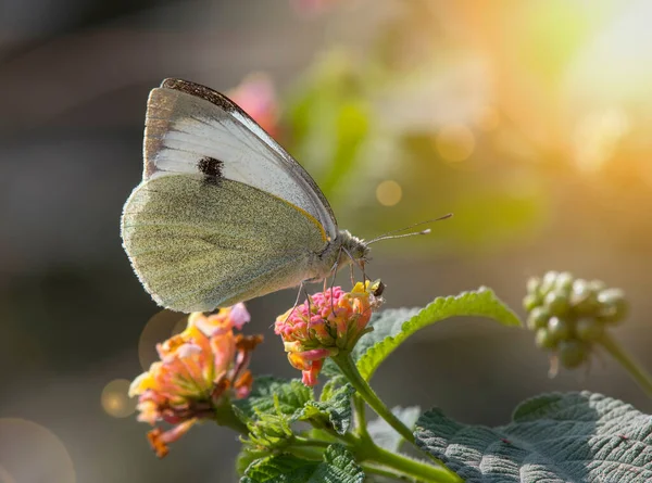 숲에서 아름다운 나비의 — 스톡 사진