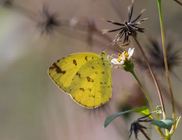 Közelkép Gyönyörű Pillangóról Amint Virágon Reggeli Erdőben — Stock Fotó