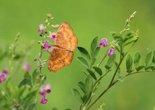 Phalanta Phalantha Butterfly Close — Stockfoto