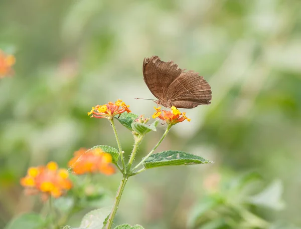 Chocolate Pansy Junonia Iphita Butterfly Resting — Fotografia de Stock