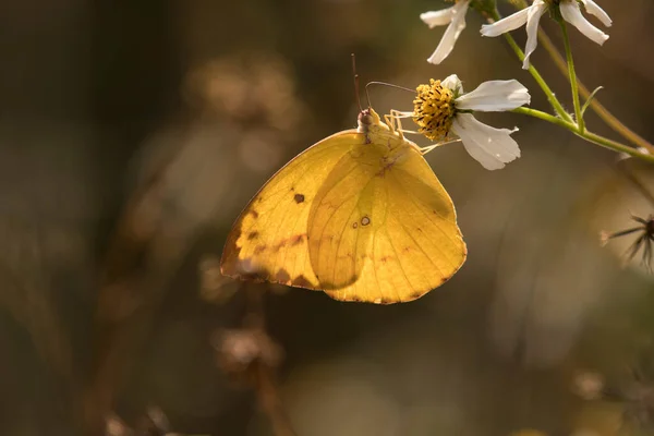 Schöner Schmetterling Auf Natur Hintergrund — Stockfoto