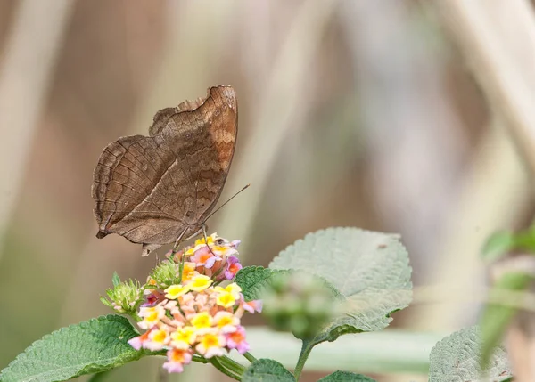 Chocolate Pansy Junonia Iphita Butterfly Resting — Foto Stock