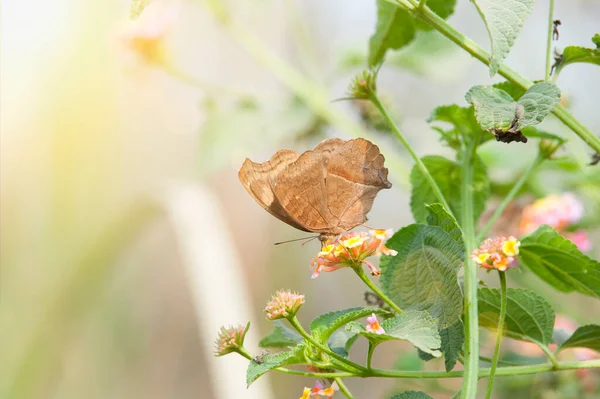 Chocolate Pansy Junonia Iphita Butterfly Resting — Fotografia de Stock
