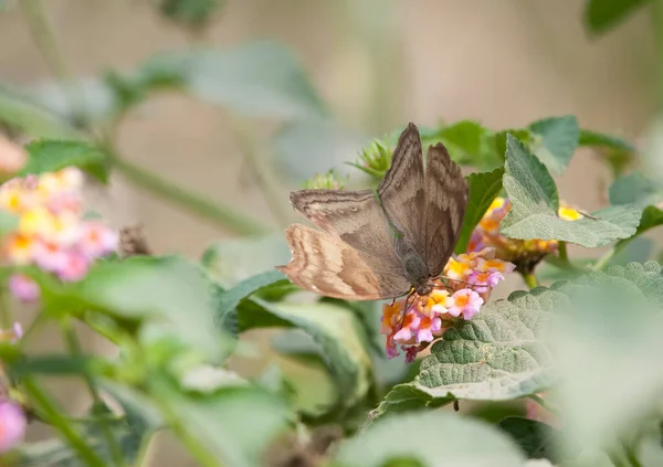 Chocolate Pansy Junonia Iphita Butterfly Resting — Stockfoto