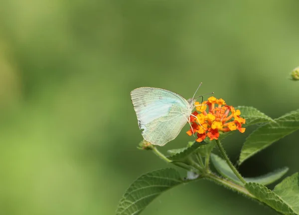 朝の森の中で花の上に座って美しい蝶のクローズアップビュー — ストック写真