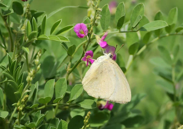 Close Mottled Emigrant Catopsilia Pyranthe Butterfly Clinging Purple Flowers — Stockfoto