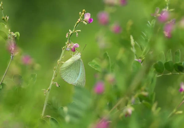 Close Mottled Emigrant Catopsilia Pyranthe Butterfly Clinging Purple Flowers — Stock Photo, Image