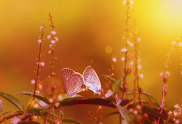 Ročník Motýl Rohožka Fotografie Motýla Květinách Při Východu Slunce — Stock fotografie