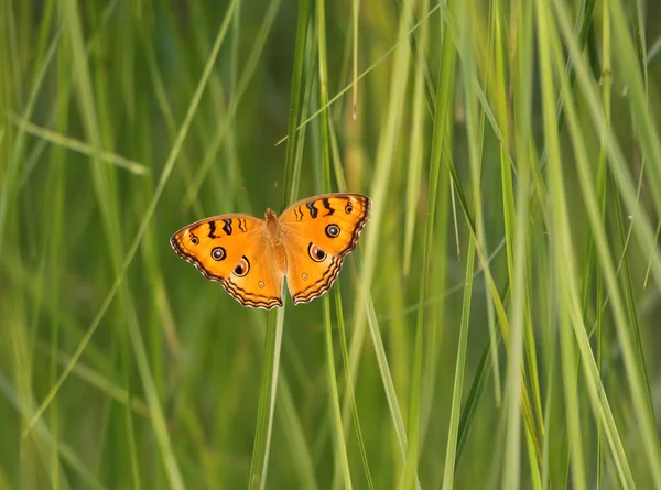 Pfauenauge Stiefmütterchen Junonia Almana Butterfly — Stockfoto