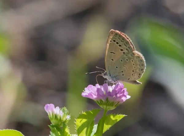 美丽蝴蝶的近景 — 图库照片