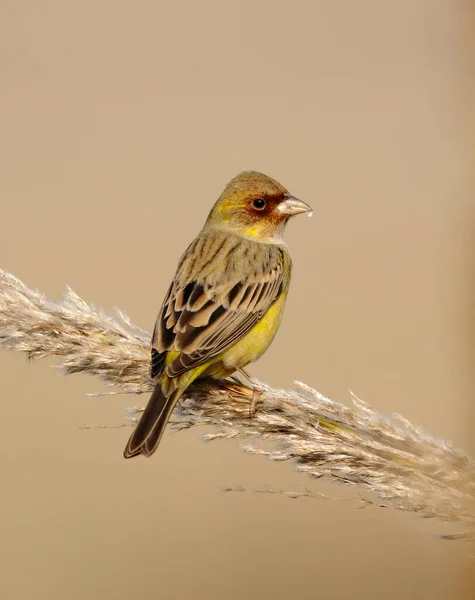 Red Headed Bunting Sitting Plant — Stock Photo, Image